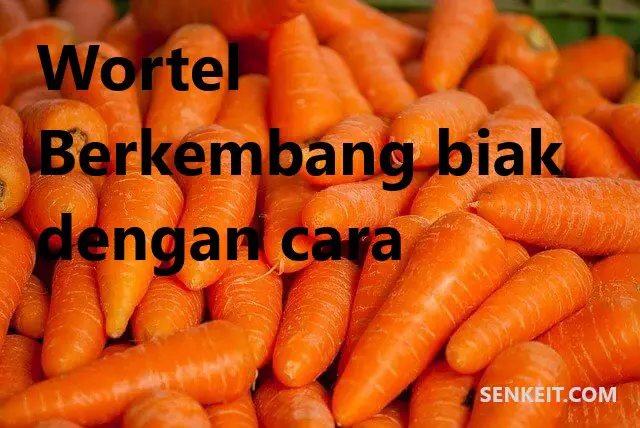 Wortel Berkembang biak dengan cara