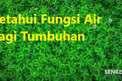 Ketahui Fungsi Air bagi Tumbuhan