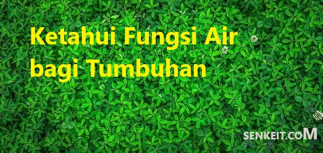 Ketahui Fungsi Air bagi Tumbuhan