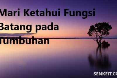 Mari Ketahui Fungsi Batang pada Tumbuhan