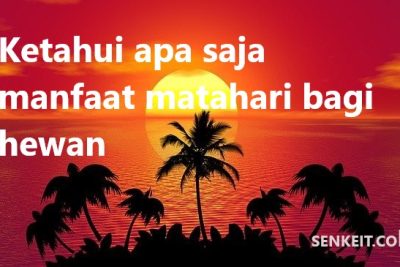Ketahui apa saja manfaat matahari bagi hewan