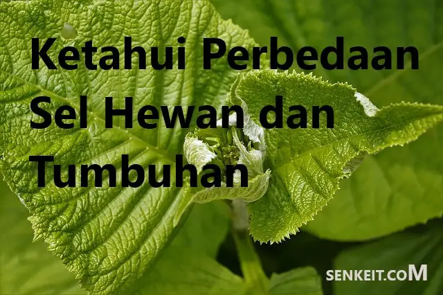 Ketahui Perbedaan Sel Hewan dan Tumbuhan